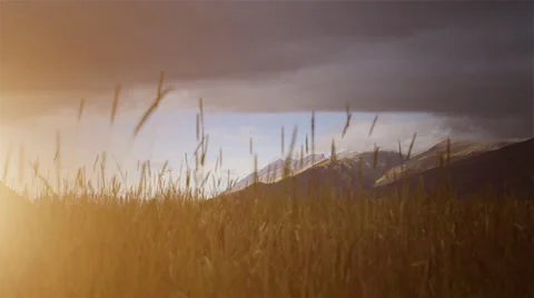 Sunset in slowly moving grass with mountains in the distance Stock Footage 34339475
