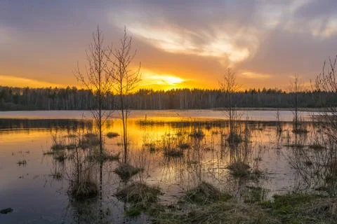 Sunset at the small forest lake. Stock Photos