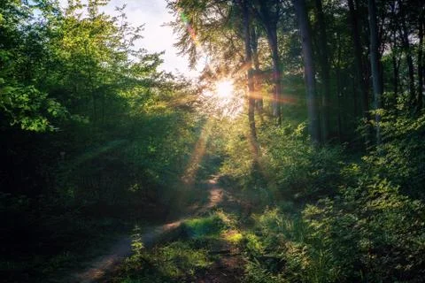 A sunset on a small idyllic forest path Stock Photos