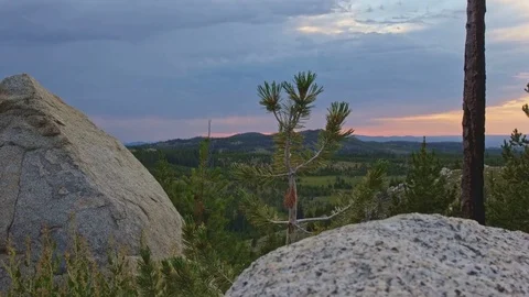 Sunset small pine tree sapling in the Wallowa mountains Stock-Footage 81907327