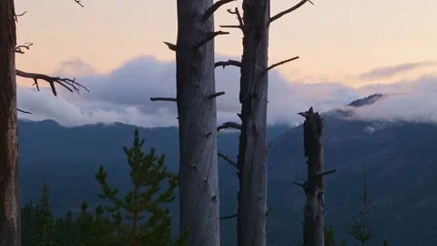 Sunset snags and clouds in mountains Mt. Hood Oregon Cascades 66 Stock Footage 81907369