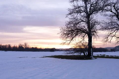 Sunset in a snowy landscape with a tree Stock Photos