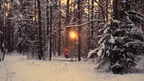 Sunset in snowy winter forest Stock Footage