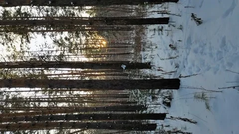 Sunset in snowy winter forest. Vertical video. Video stock 166838570