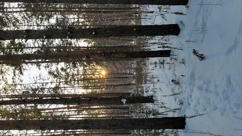 Sunset in snowy winter forest. Vertical video. Video stock 166838726