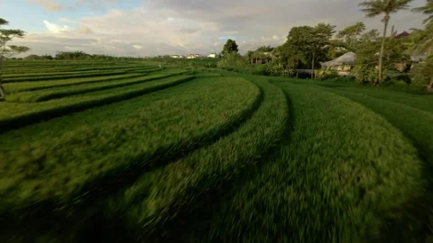  Sunset Sojourn: A Cinematic FPV Drone Adventure Over Bali's Iconic Rice Fields Stock Footage 296086337