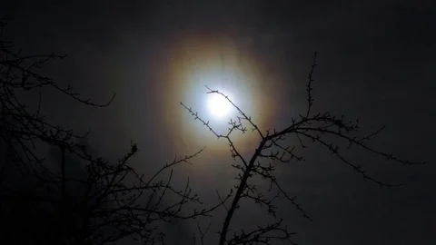 Sunset Solar Eclipse Trees Sunset Outdoors Nature Beauty 動画素材 73751473