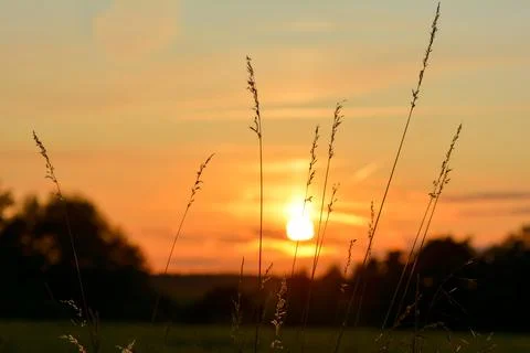 Sunset with some  grasses in the foreground Stock Photos