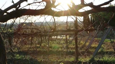 Sunset in some vineyards 1 스톡 동영상 72904339