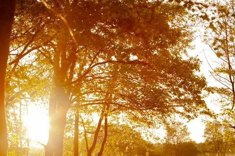 Sunset son in the woods, sun rays Stock Photos