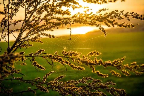 Sunset with spider silc Stock Photos