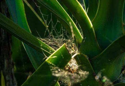 Sunset Spiderweb Stock Photos