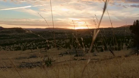 Sunset from Spray Juniper and grass Western Ranch Oregon 1 Video stock 81902138