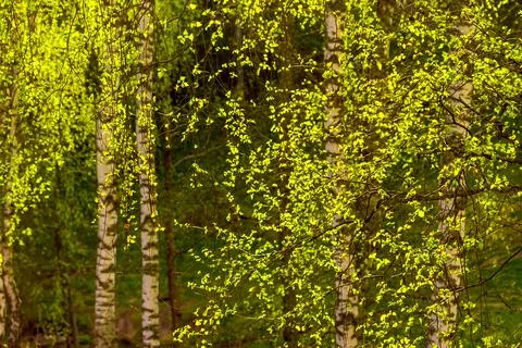 Sunset in a spring birch forest with fresh leaves. Stock Photos