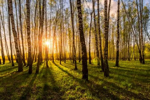 Sunset in a spring birch forest with fresh leaves. Stock Photos