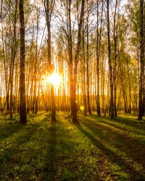 Sunset in a spring birch forest with fresh leaves. Stock Photos