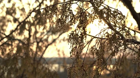 Sunset. spring elm sways the branches. warm spring evening, tree crown, river Stock Footage 239922819
