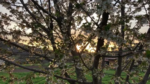Sunset spring flower tree Video stock 208859780