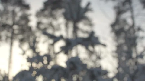 Sunset in the spring forest Video stock 86387156