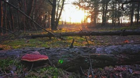 Sunset in the spring forest Stock Footage 107814331