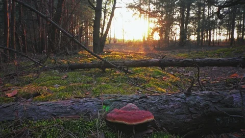 Sunset in the spring forest Stock Footage 107815002