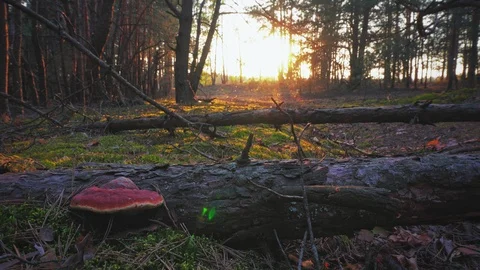 Sunset in the spring forest Stock Footage 107815611