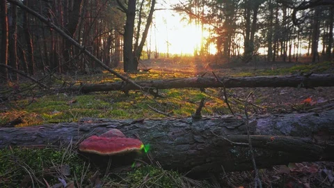 Sunset in the spring forest Stock Footage 107816877