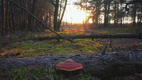 Sunset in the spring forest Stock Footage 107817784