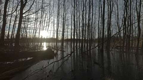 Sunset in spring grove with water flood and ice, time lapse Stock-Footage 103470050