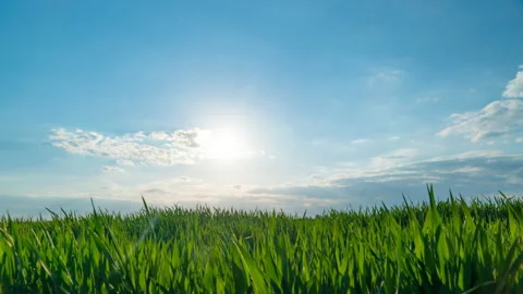 Sunset in spring over a wheat field timelapse Stock Footage 132700829