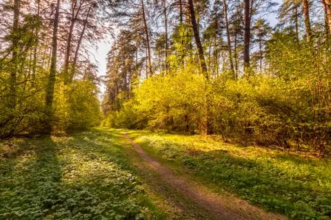 Sunset at spring pine forest. Stock Photos