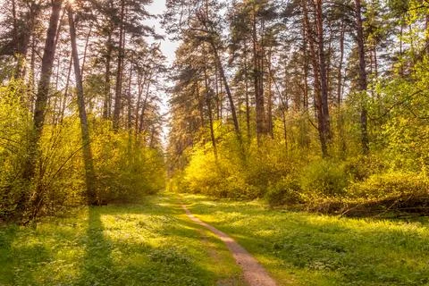 Sunset at spring pine forest. Stock Photos