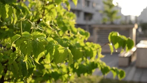 Sunset. Spring rain. Stock Footage 130203071