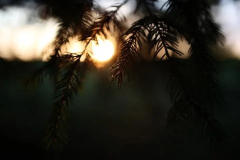 Sunset in spruce branches Stock Photos