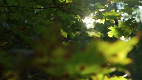 Sunset in a spruce forest Stock Footage 115630635