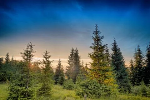 Sunset in spruce forest Stock Photos