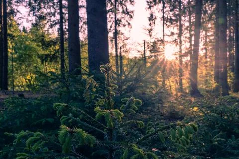 Sunset in the spruce forest Stock Photos