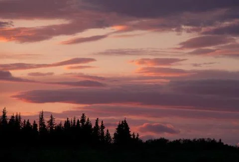 Sunset with spruce trees Stock Photos