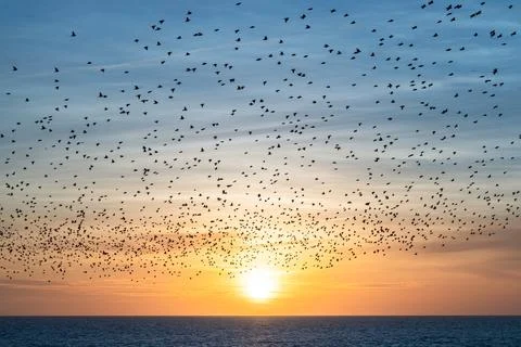 Sunset Starlings Stock-Fotos