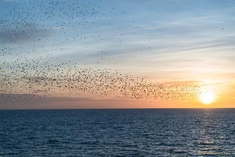 Sunset &amp; Starlings Stock-Fotos