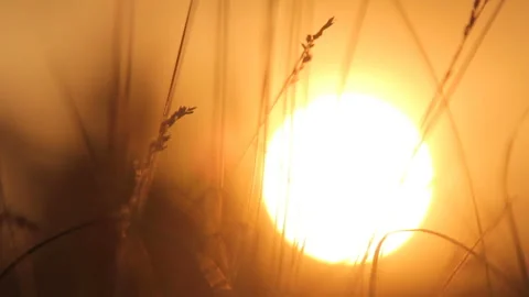 Sunset in the steppe and a large orange sunny disk Stock Footage 93198146