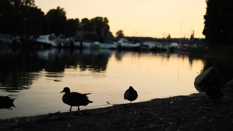 Sunset in Stockholm Stock Footage 130091826