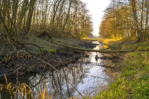 Sunset at a stream in the forest in a yellow mood Stock Photos