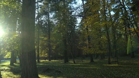 Sunset. Stunning powerful conifers in the middle of the Caucasus Mountains 4K Stock-Footage 120738279