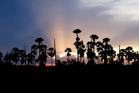 Sunset with sugar palm Stock Photos