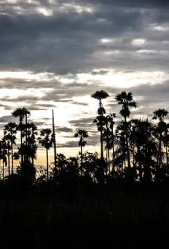Sunset with sugar palm Stock Photos