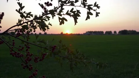 Sunset on a summer evening with red berry plant frame. Beautiful landscape 4K 库存影片 141319750