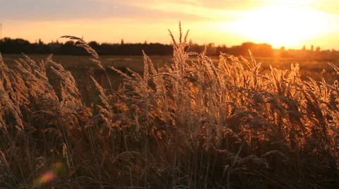 Sunset in the summer field. Stock Footage 67205340