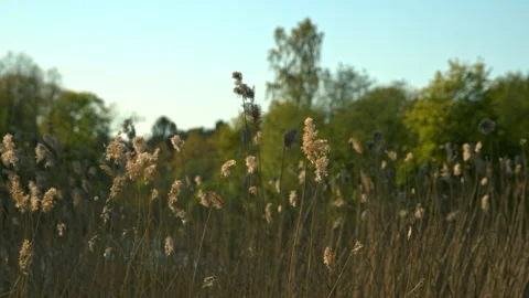 Sunset on a summer field Stock Footage 138815958