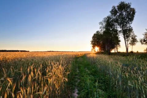 Sunset in summer field Stock Photos